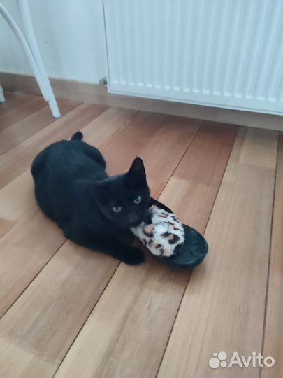 Котики в добрые руки