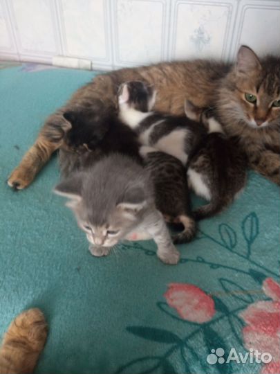 Кошка в дар