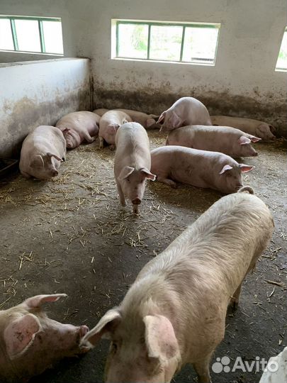 Мясо свинина домашняя