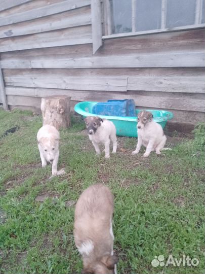 Отдам бесплатно