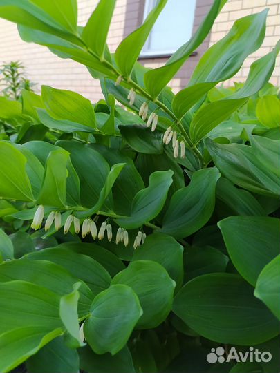 Купена - садовое растение