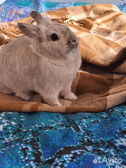 Кролик в добрые руки бесплатно