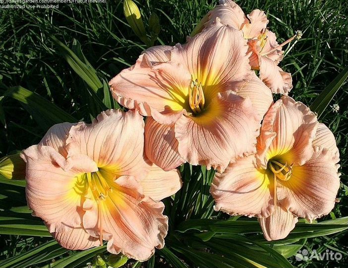 Лилейник гибридный 