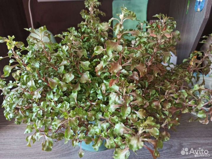 Альтернантера/Альтернатера