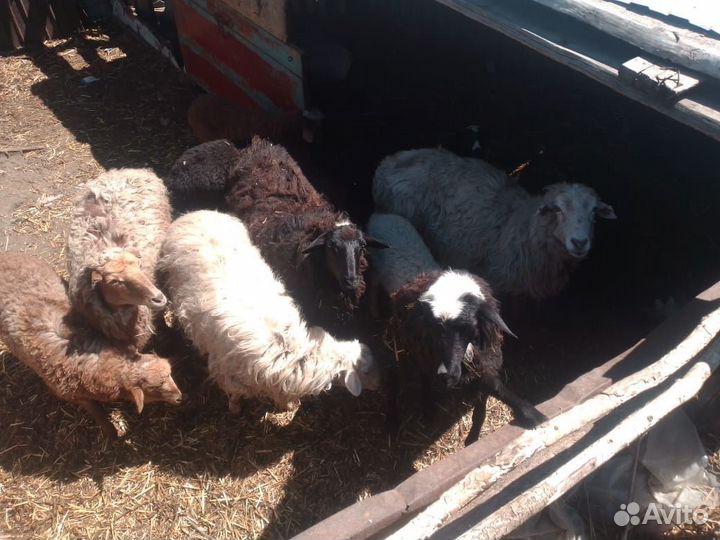 Овцы бараны ягнята оптом