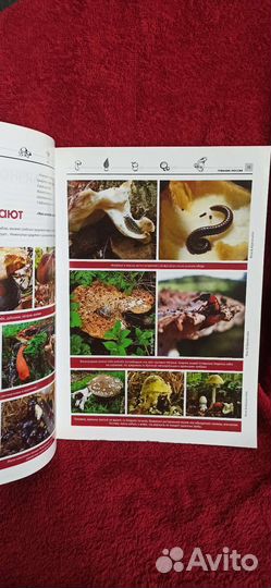 Журнал грибник России
