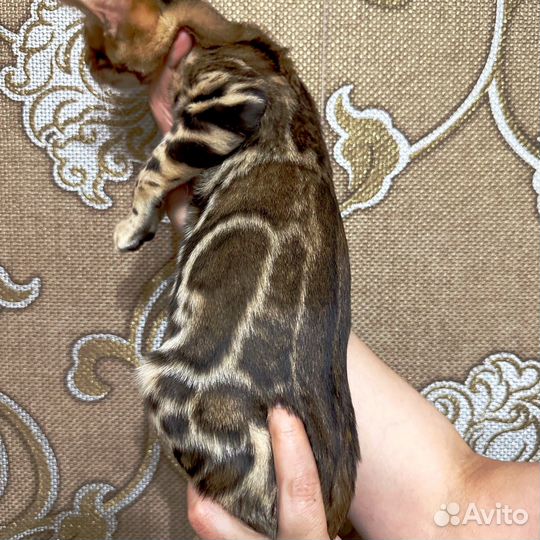 Бенгальская