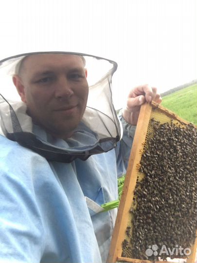 Продам пчел