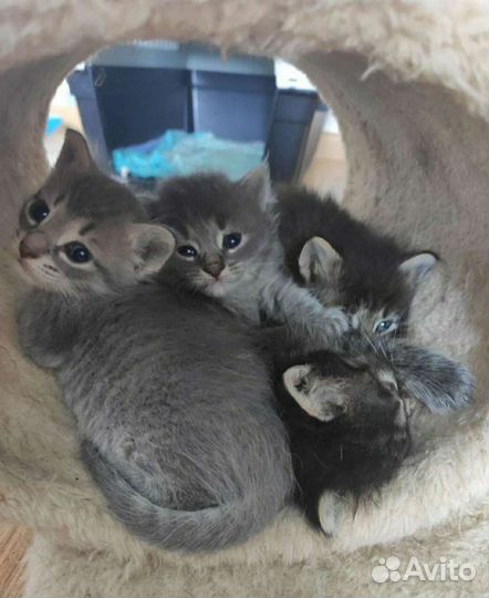 Сибирские котята