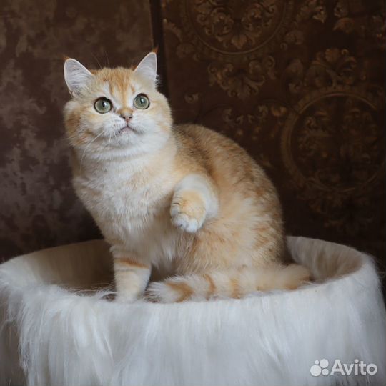 Британские котята золотая шиншилла