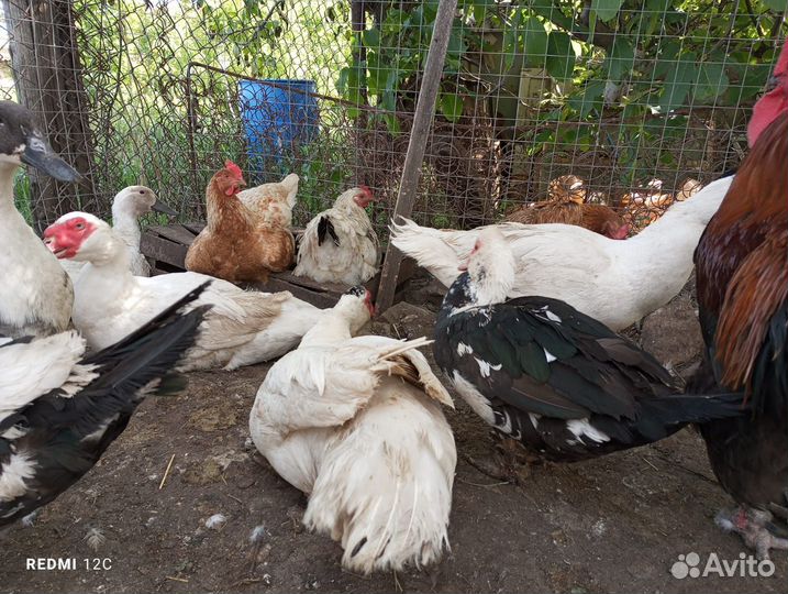 Мускусные утки тяжелые линии