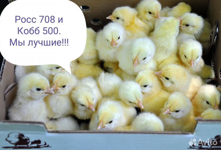 Цыплята