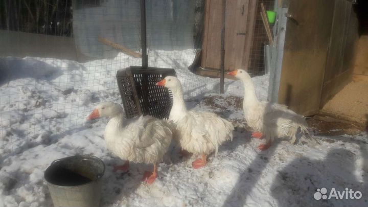 Гуси и инкубационное яйцо в Лобне