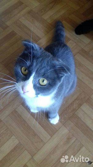 Кошки в добрые руки