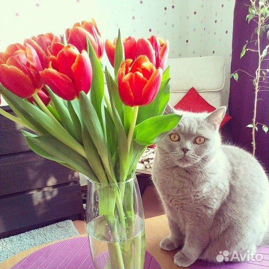 Ваш счастливый кот