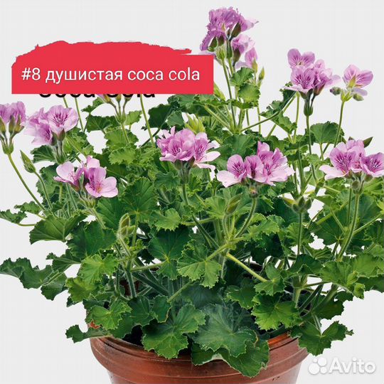 Герань пеларгония сортовая