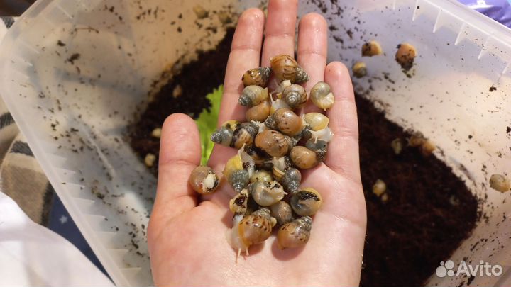 Улитки ахатины