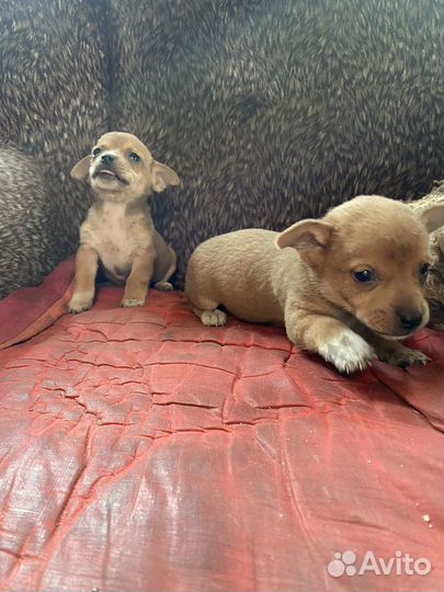 Продаются щенки от маленькой собаки