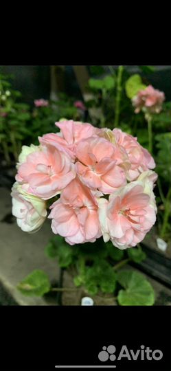 Пеларгония