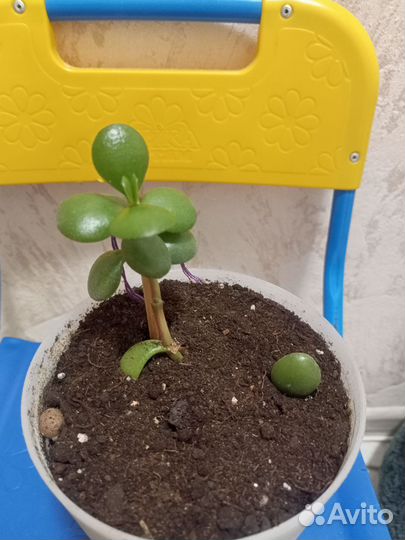 Цветок толстянка