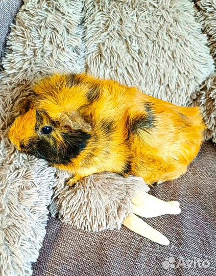 Морская свинка с клеткой