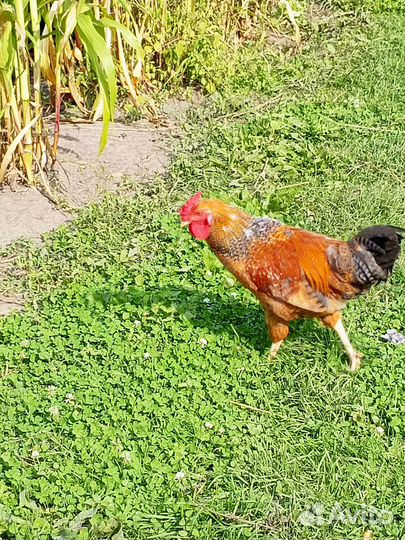 Молодые петухи