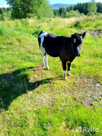 Первотёлка, телята