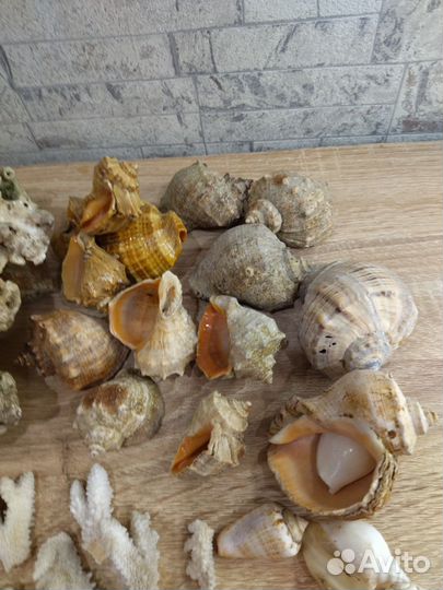 Кораллы и ракушки