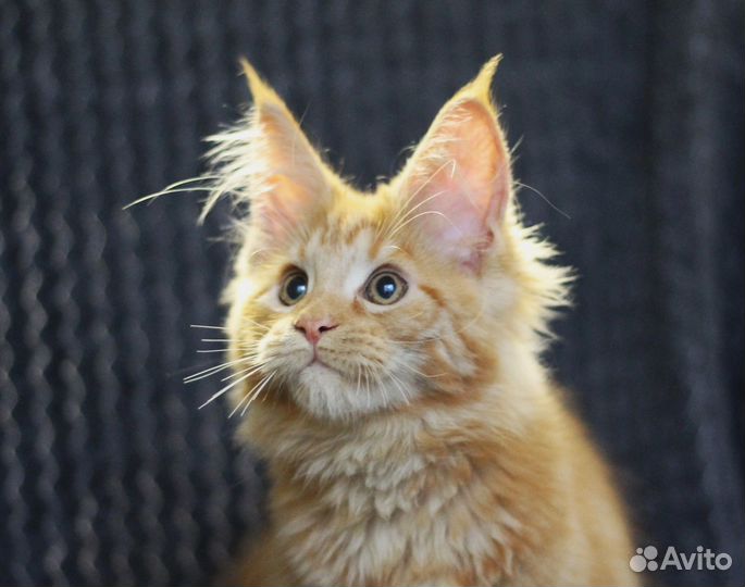 Котята Мейн-Кун кошечка