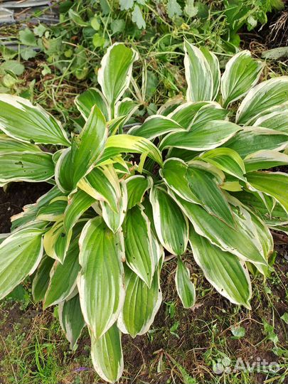 Комнатные и садовые растения