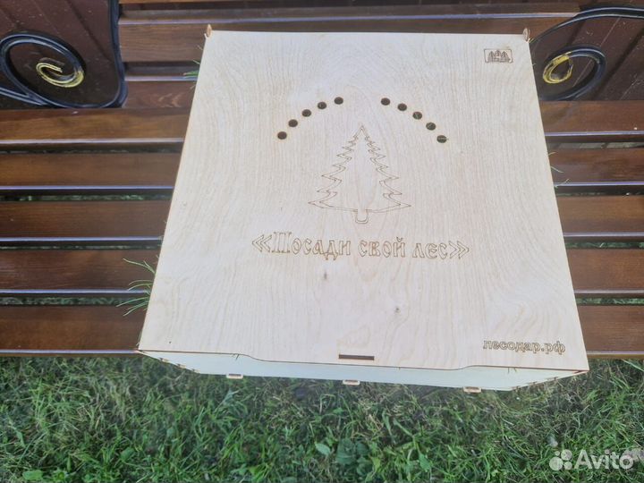 Сеянцы сосны окс от производителя