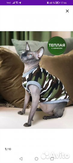 Одежда для животных