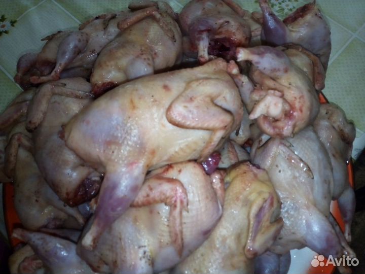 Мясо домашней птицы