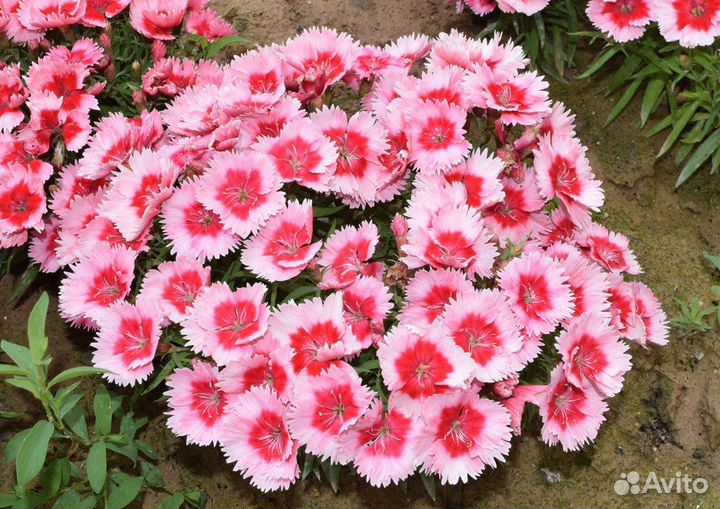 Гвоздика китайская (микс), декоративные цветы