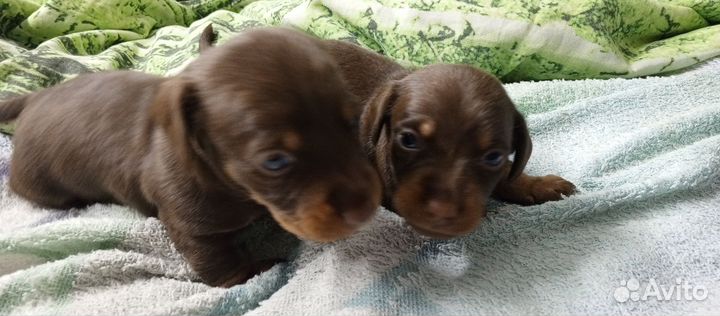 Кроличья такса