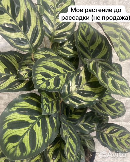 Фил бурле макс вар