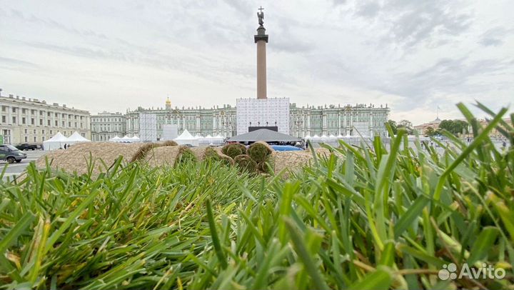 Рулонный газон
