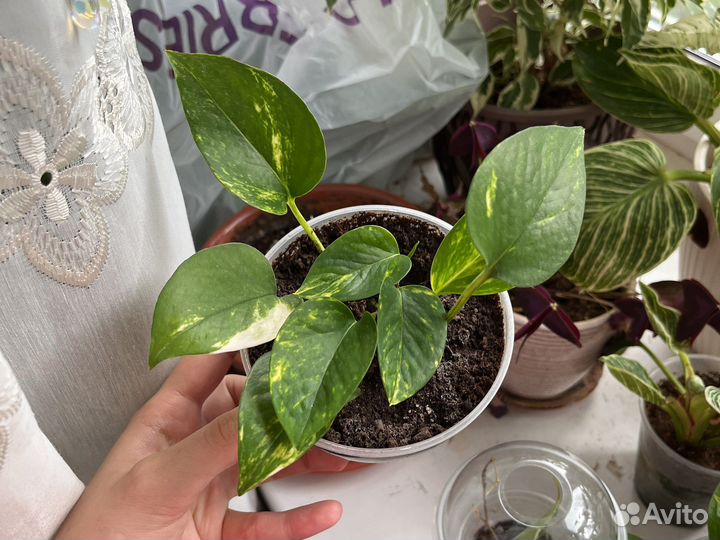 Сциндапсус золотистый/ марбл квин