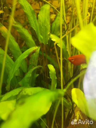 Аквариумные растения