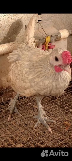 Бентамки карликовые курочки