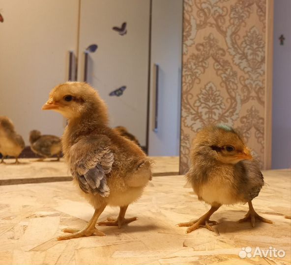 Цыплята микс пород