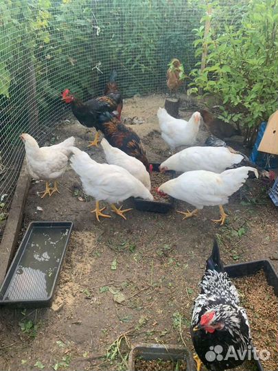 Куры мельфлеры