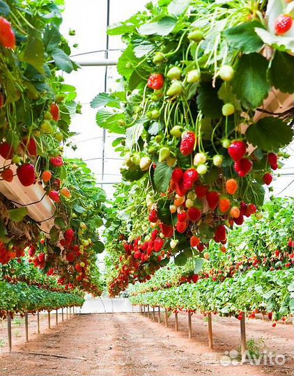 Работники в теплицу