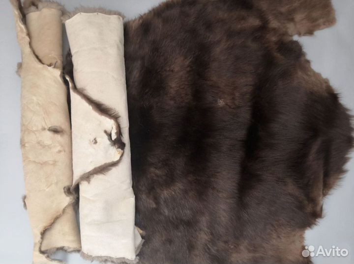 Шкура мех выделка Бобра Енота