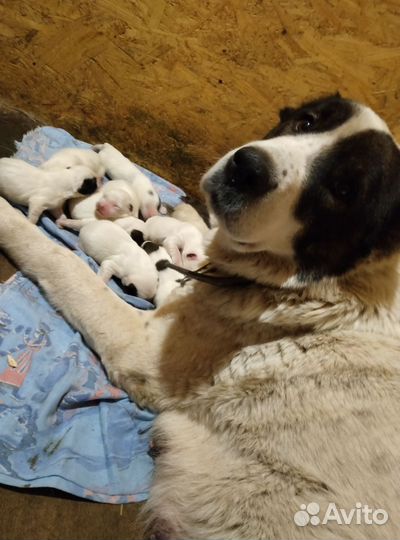 Щенки сао алабай