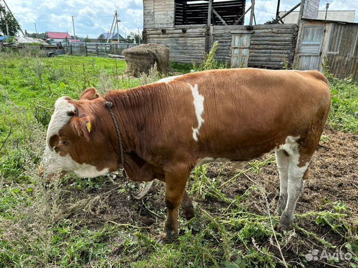 Телёнок (бычок)