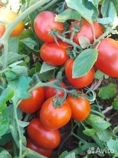 Помидоры оптом