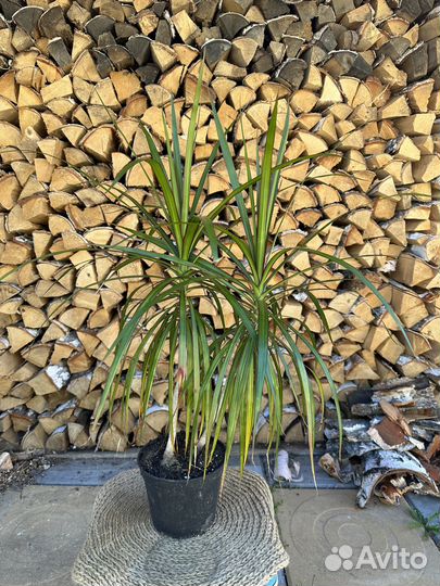 Драцена маргината