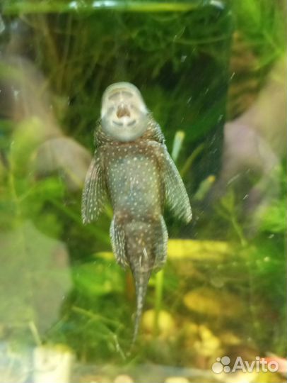 Самки анцитруса