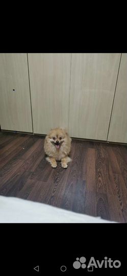 Взрослые Шпицы